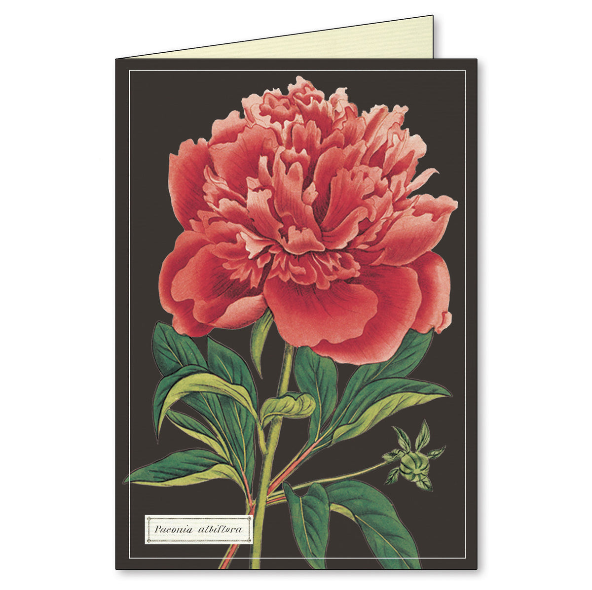 Botanical Boxed Notecards