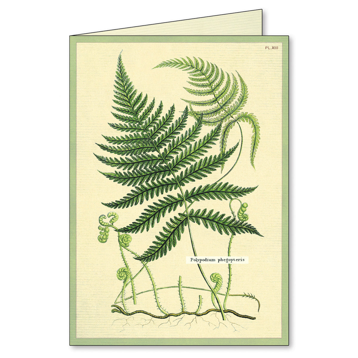 Fern Boxed Note Cards