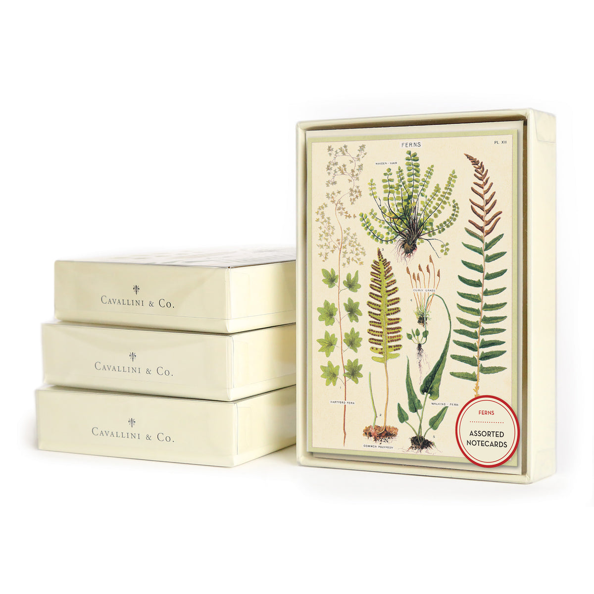 Fern Boxed Note Cards