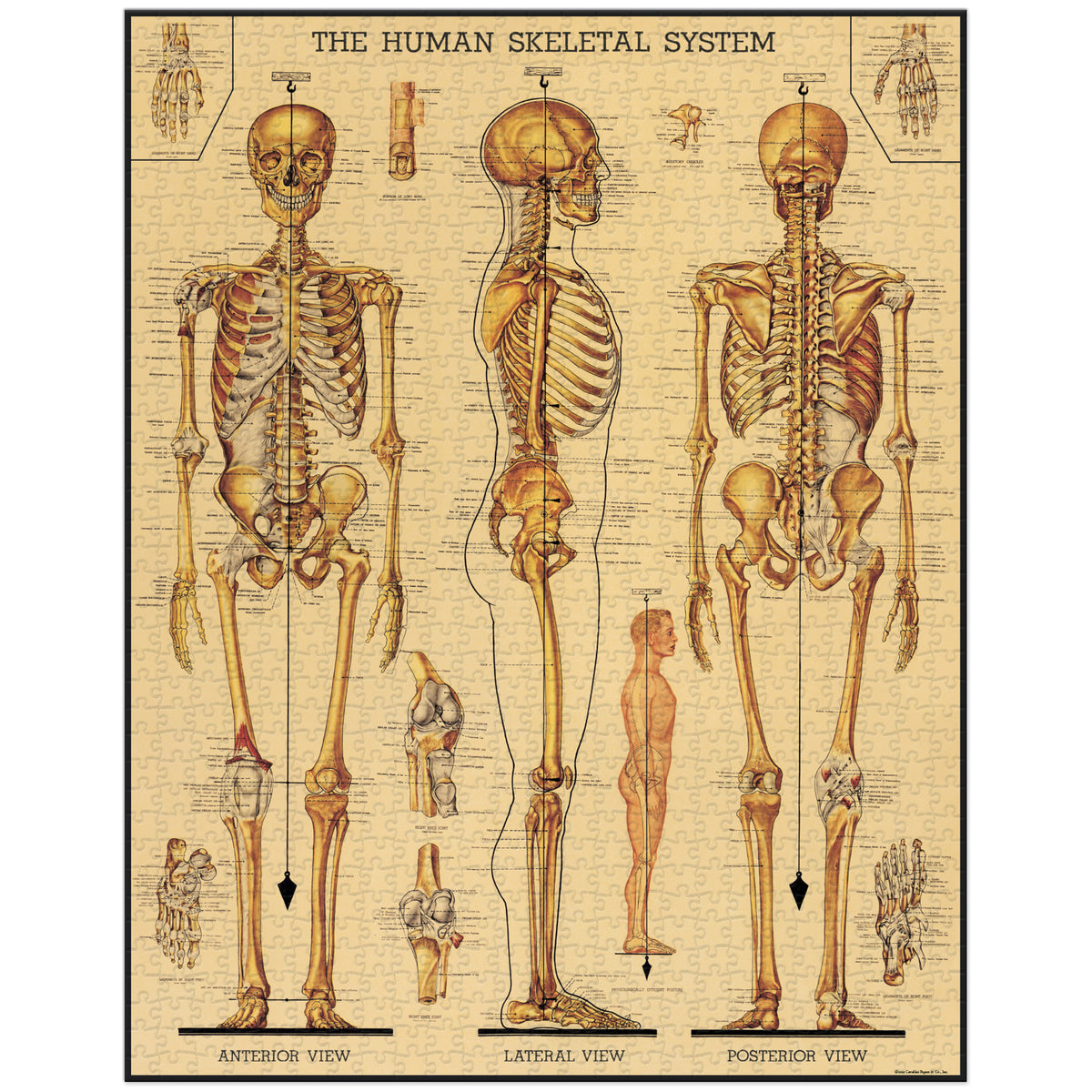 Skeleton Chart Puzzle