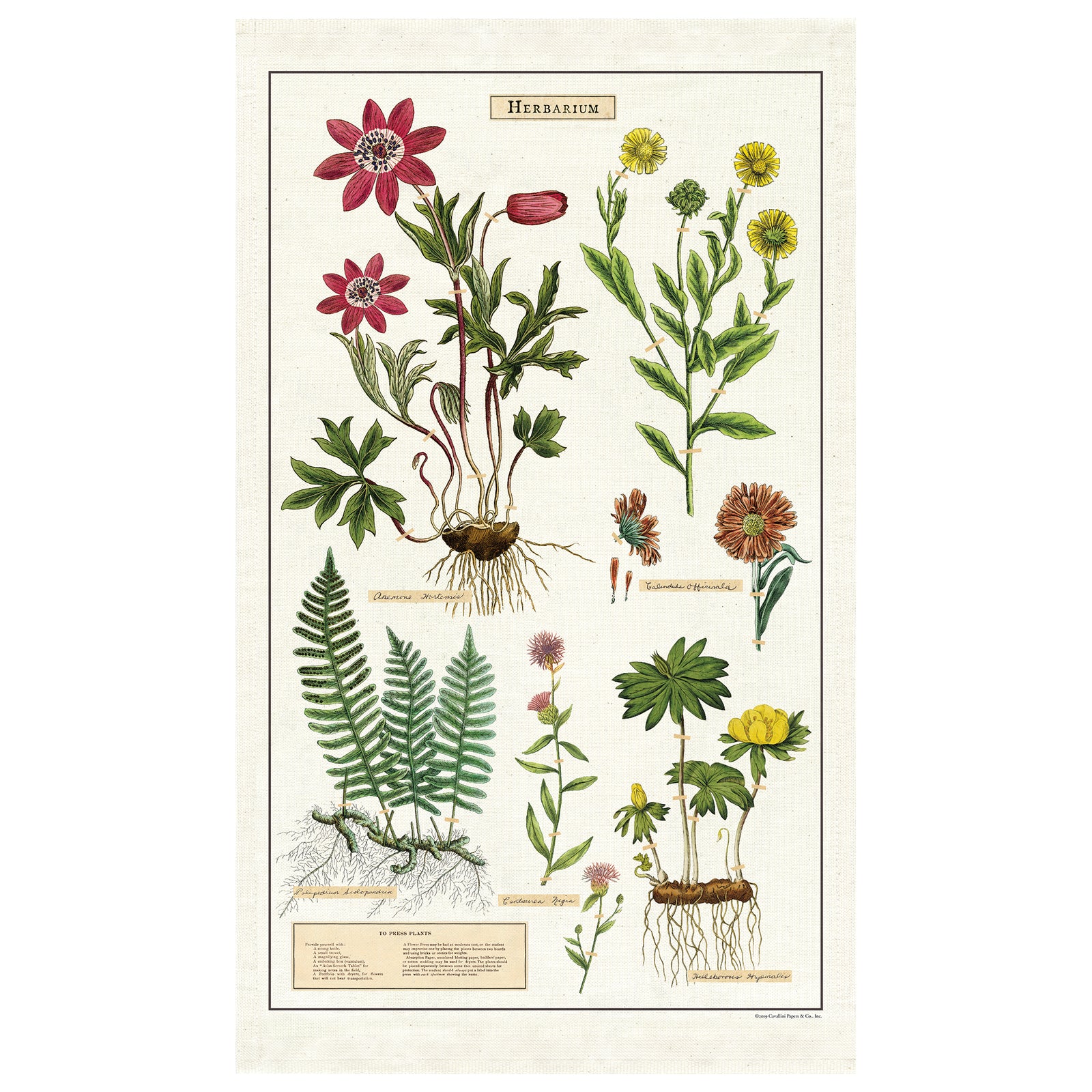 Herbarium Tea Towel | Getty Store