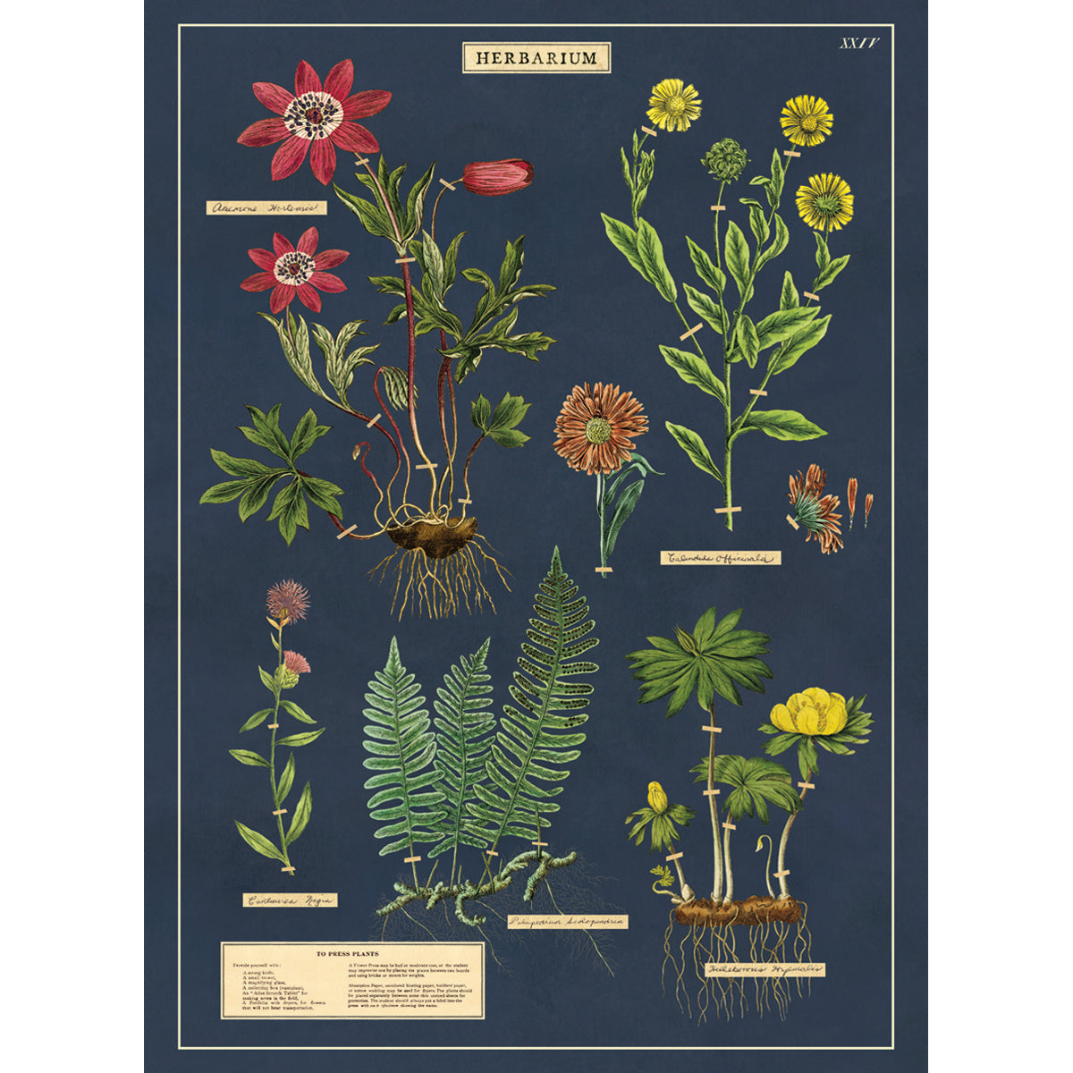 Herbarium Poster/Gift Wrap