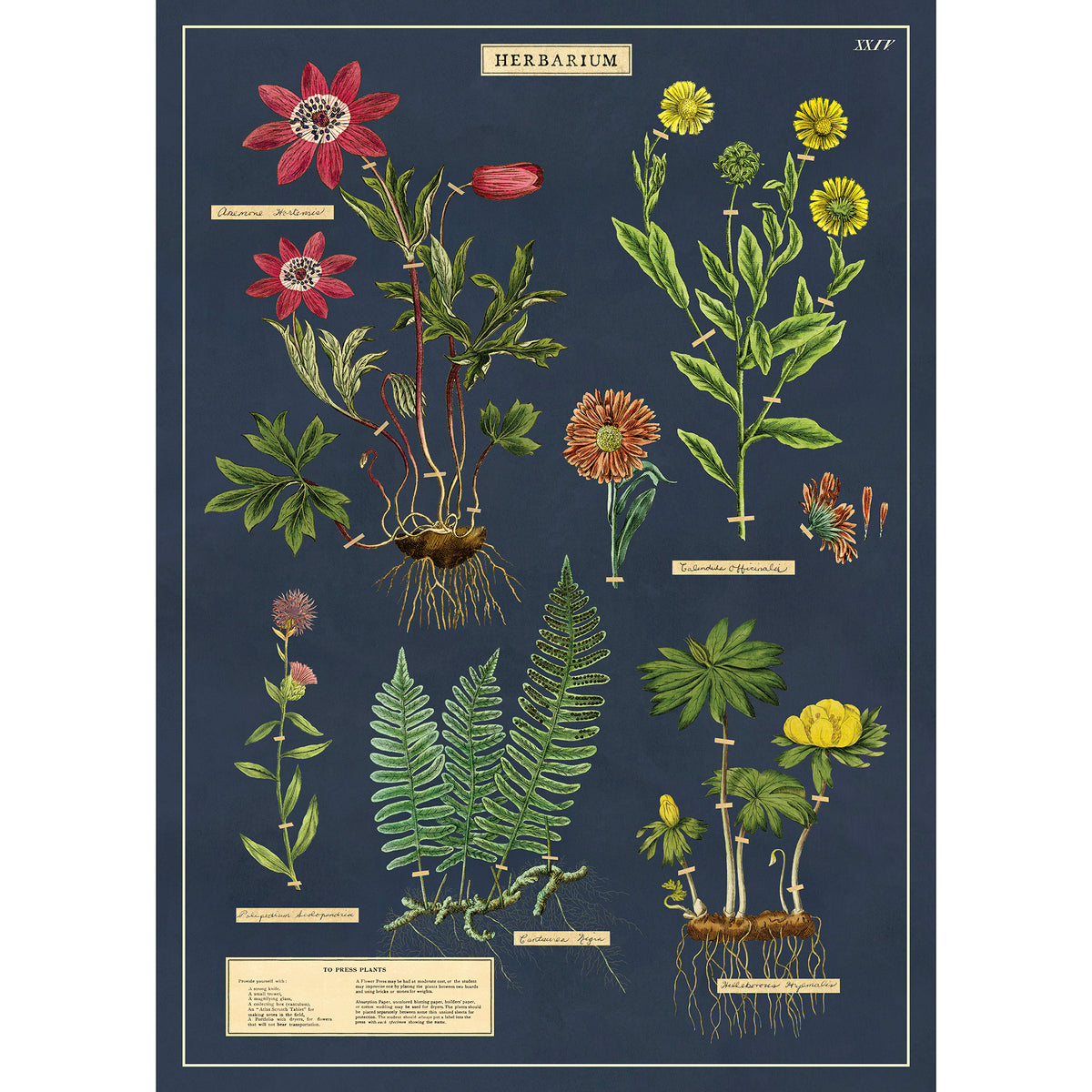 Herbarium Poster/Gift Wrap