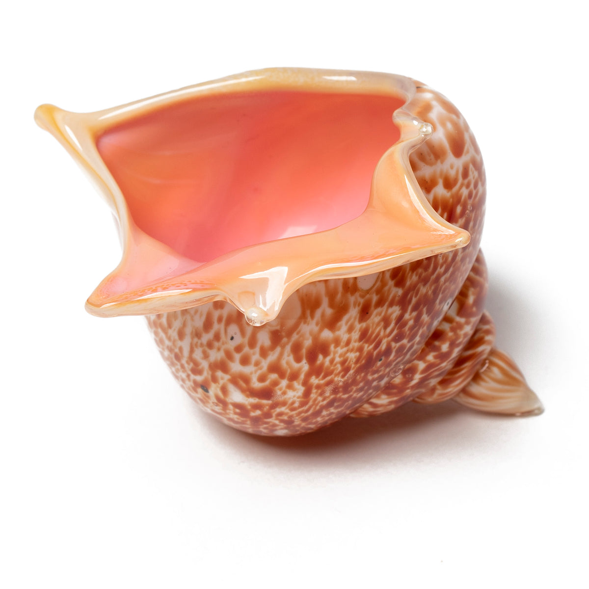 Murano Glass Seashell